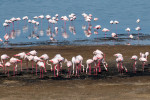 flamingo ucraina 3 uabirds