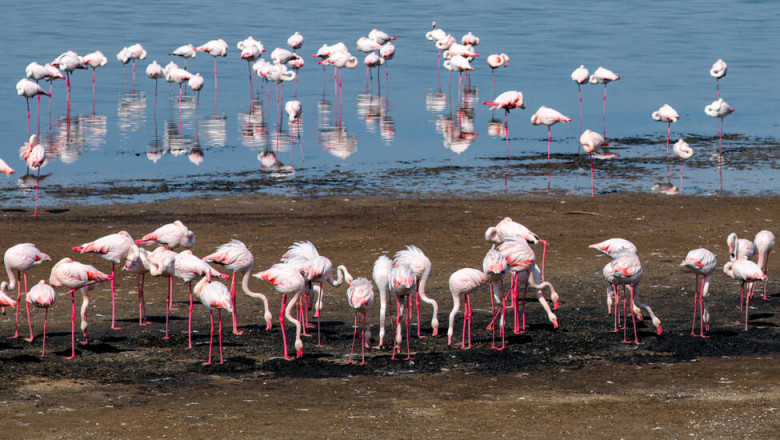 Flamingo roz în parcul natural Tuzlivski Lîmanî din Ucraina