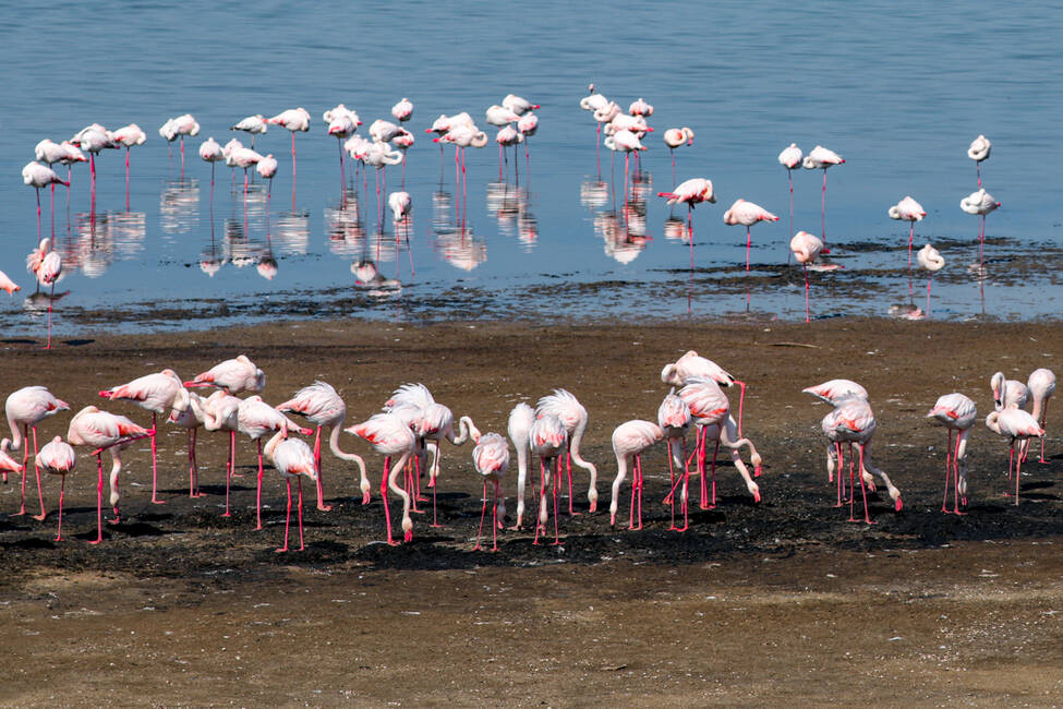 „La Odesa s-a petrecut un miracol”. Peste 1.000 de flamingo roz au ajuns în Ucraina devastată de război