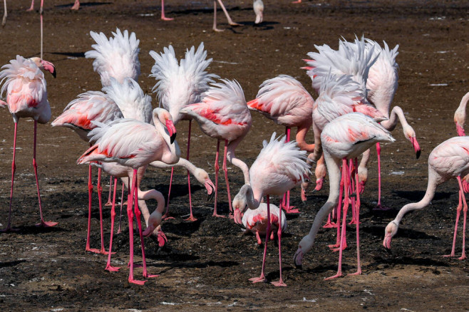 flamingo ucFlamingo roz în parcul natural Tuzlivski Lîmanî din Ucraina. Foto: Facebook/ uabirds.orgraina 4 uabirds