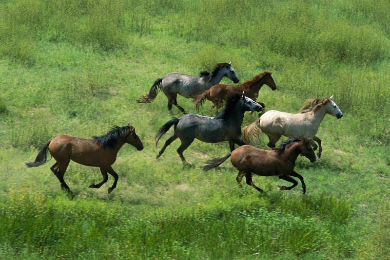 Feral Horses / Brumbies (Equus caballus)
