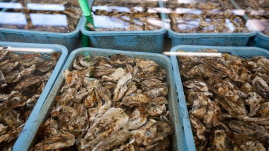 Fresh oyster farming business in the Miyagi Prefecture Fisherman's Cooperative in Matsushima town, on Miyagi coastline of Japan.