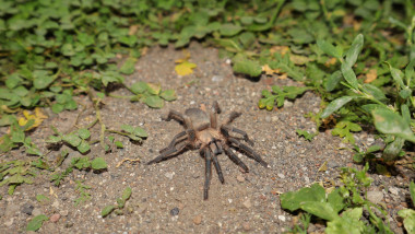 Female,Spider,Tarantula,In,The,Nature.,Close,Up,Of,A