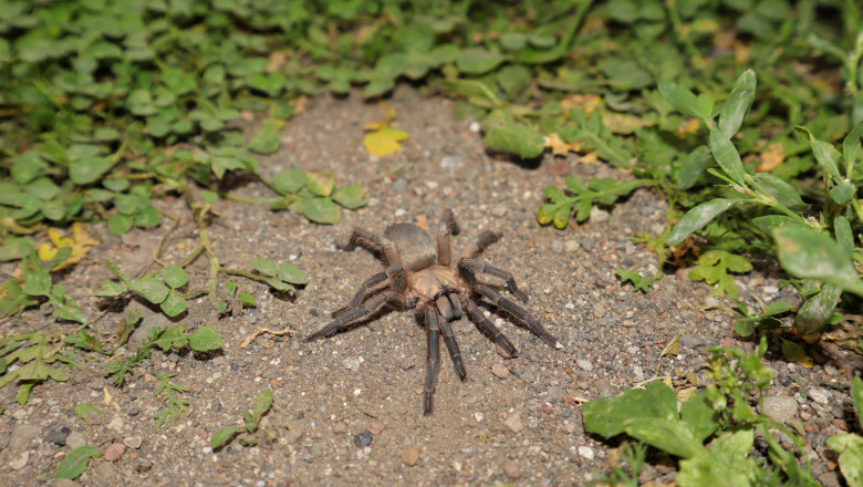 Female,Spider,Tarantula,In,The,Nature.,Close,Up,Of,A