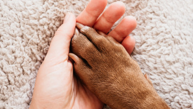 Câinii din rasa American Bully vor fi interziși în Anglia și în Țara Galilo