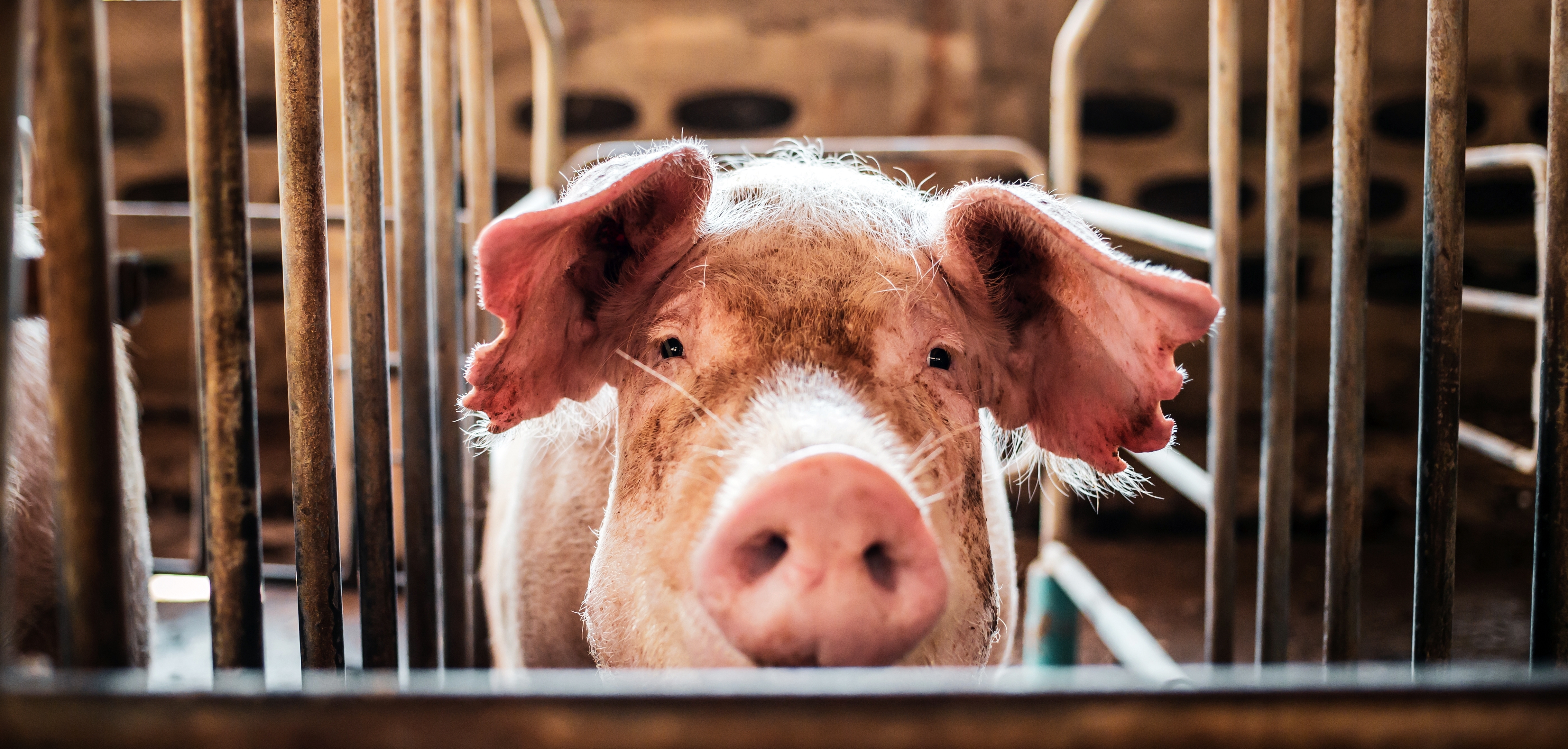 Scandalul „Legii Porcului”. Ministrul Agriculturii a dat ordin ca românii să își poată vinde în continuare porcii din gospodării