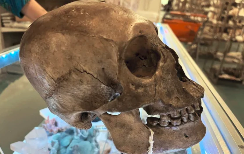 Craniu uman descoperit într-un magazin de vechituri. Proprietarii l-au găsit înt-un depozit și l-au scos la vânzare