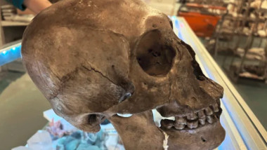 Craniu uman descoperit într-un magazin de vechituri.