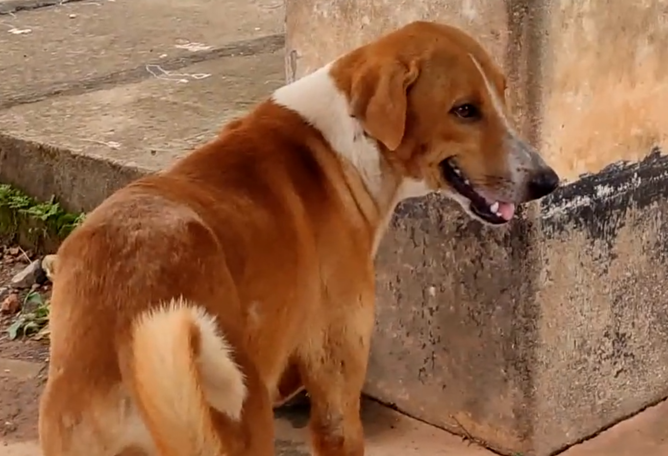 Un câine încă își așteaptă stăpânul în fața spitalului la câteva luni după ce acesta a murit
