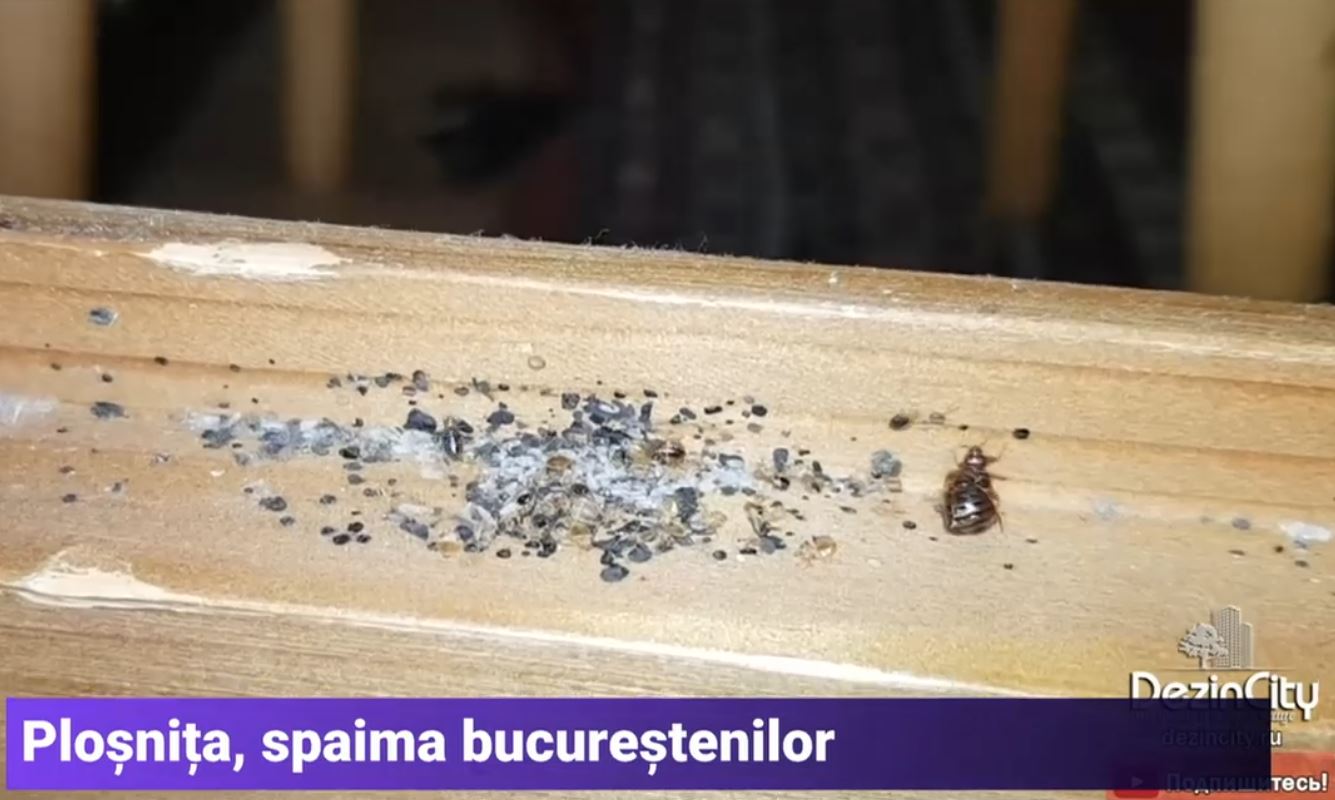 A crescut numărul ploșnițelor în București: La compania de dezinsecție sunt din ce în ce mai multe sesizări