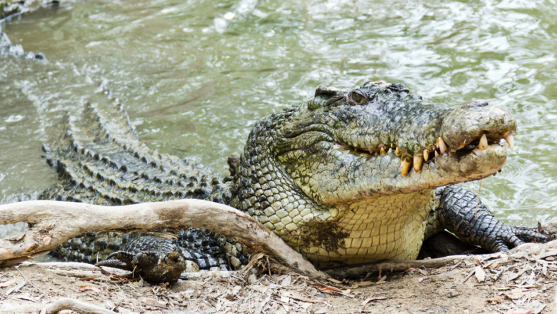 crocodil de apa sarata
