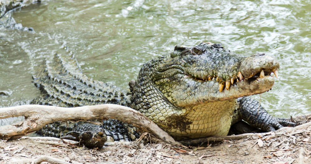 Un barbat atacat de crocodil a scapat cu viata dupa ce l-a muscat si el de ochi