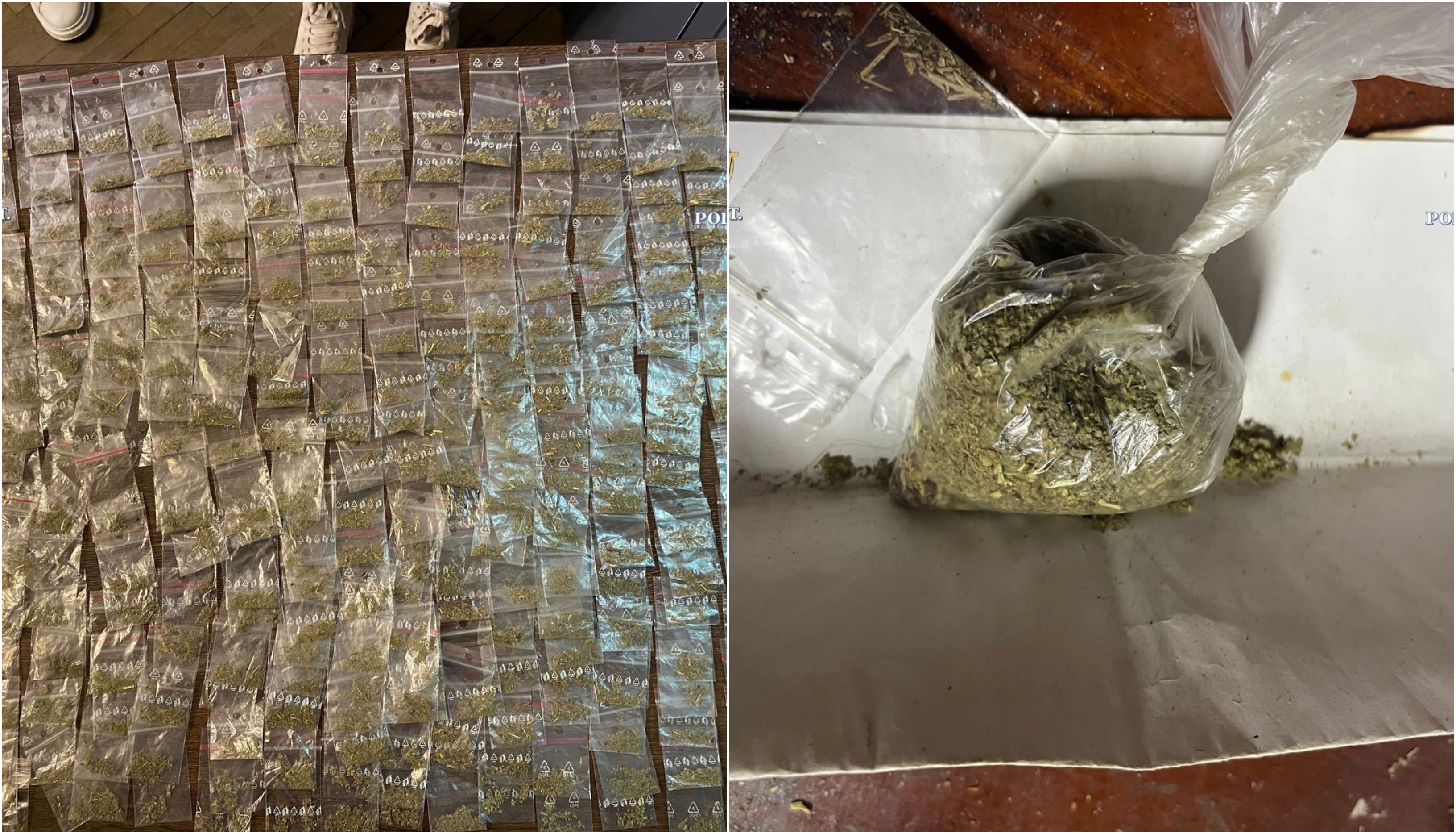 Cultură de canabis descoperită în curtea unei case din Constanța. Proprietarul, reținut pentru 24 de ore