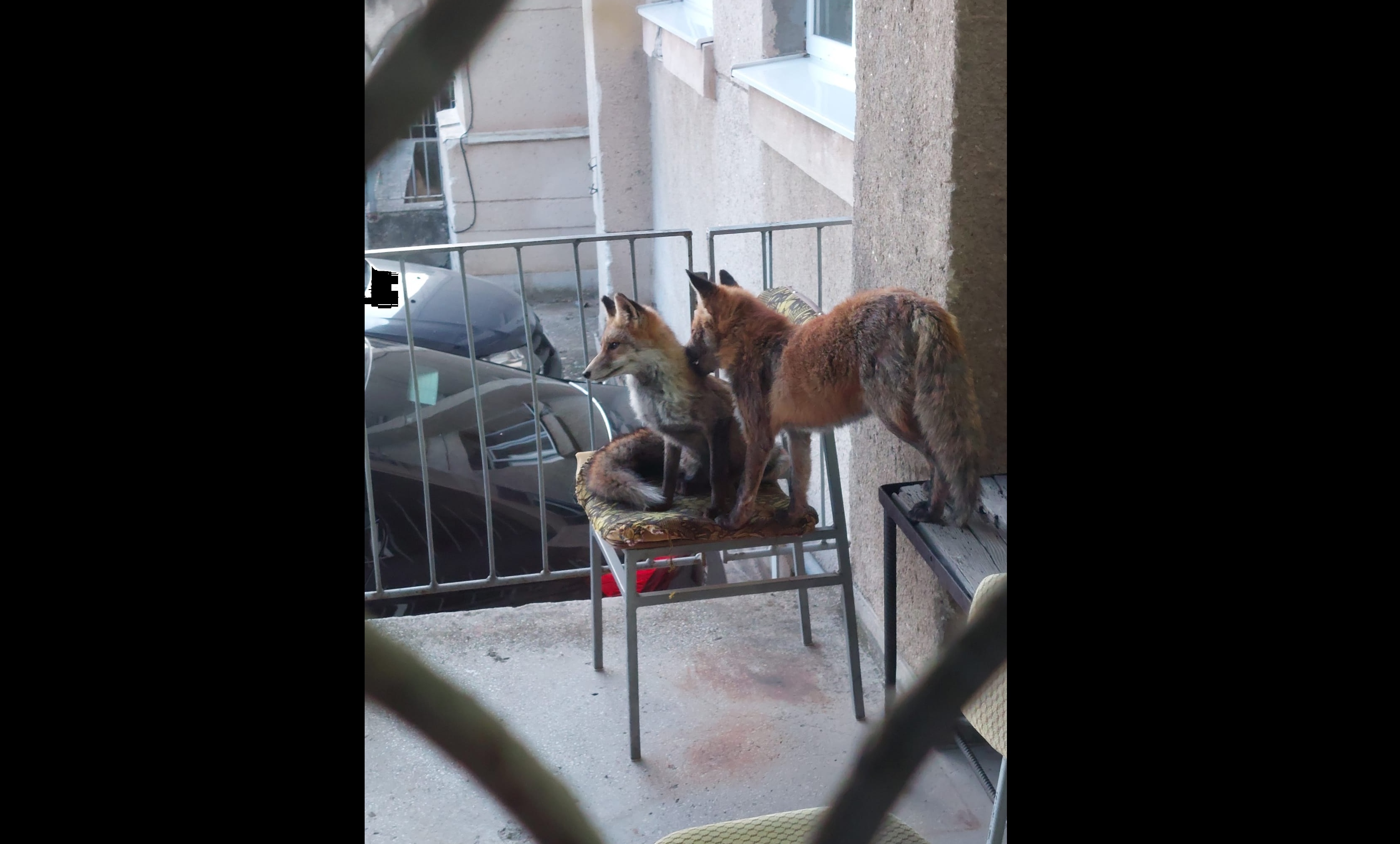Două vulpi au fost fotografiate pe un balcon al Serviciului Arhivelor Naţionale din Alba Iulia