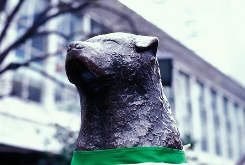 Japonia sărbătoreşte 100 de ani de la naşterea lui Hachiko. Povestea emoționantă a câinelui devenit un simbol naţional al loialităţii