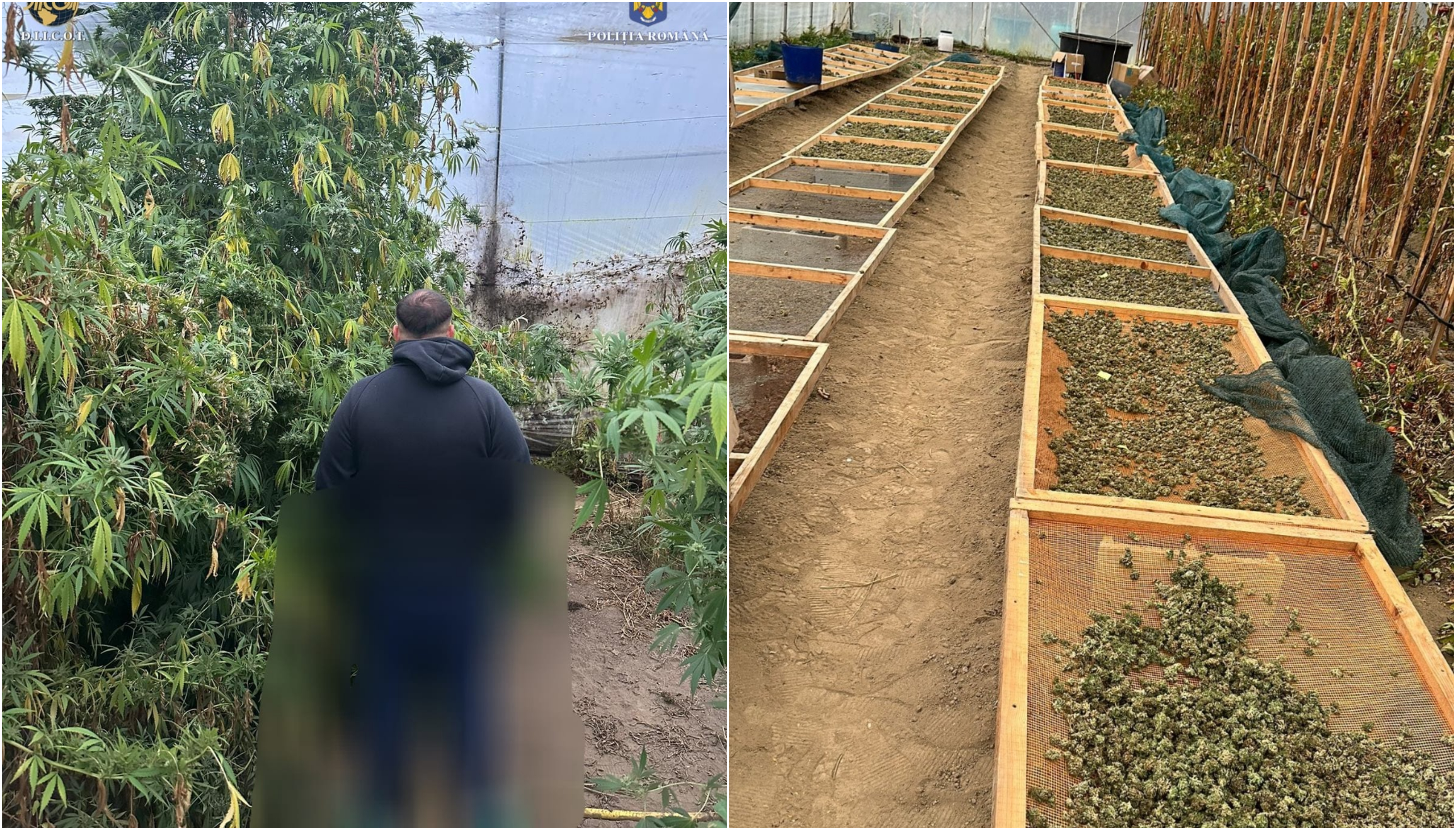 Plante de canabis, înalte de 4 metri, crescute în sere, în Caraș-Severin. Sute de kilograme de droguri, confiscate de DIICOT