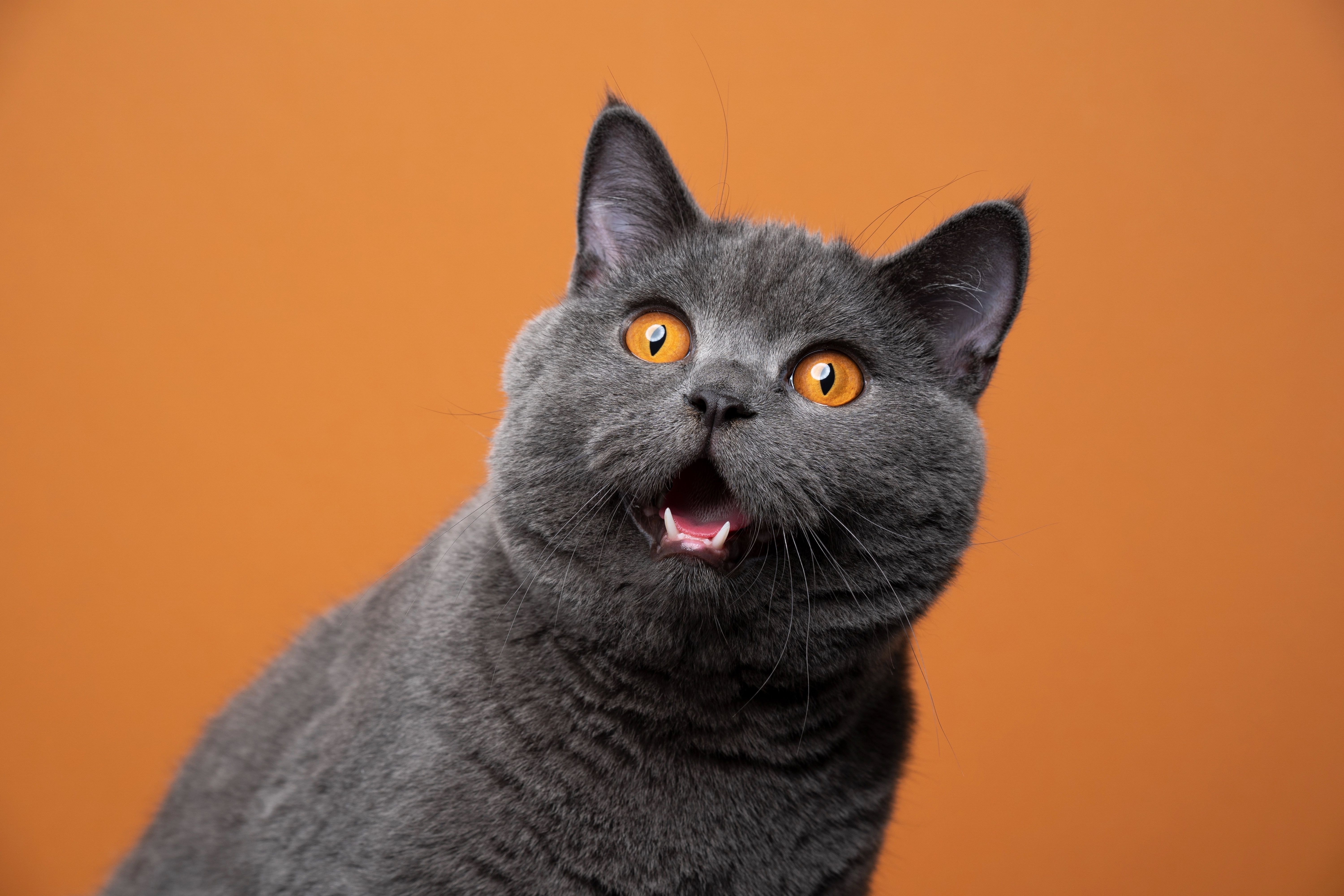Pisicile au 276 de expresii faciale diferite: „Comunicarea lor este mult mai complexa decat credeam”