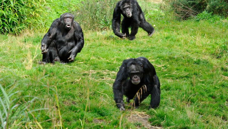 cimpanzei pe iarbă verde