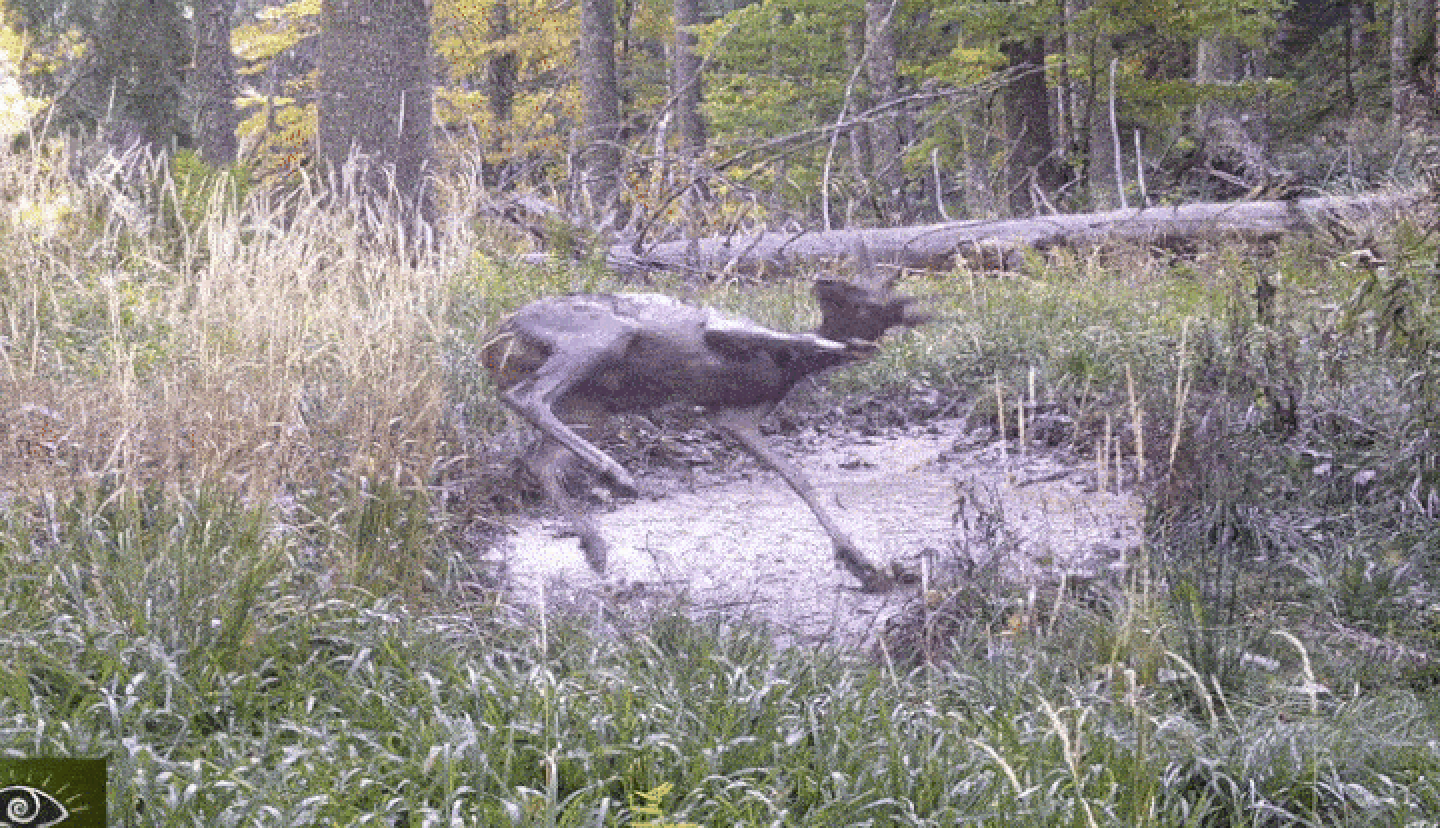 Nebun de bucurie. Pui de cerb, surprins la bălăceală într-o baltă din pădure, în Munții Retezat