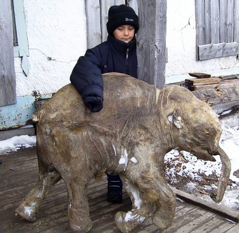 liuba-mamut-mumificat
