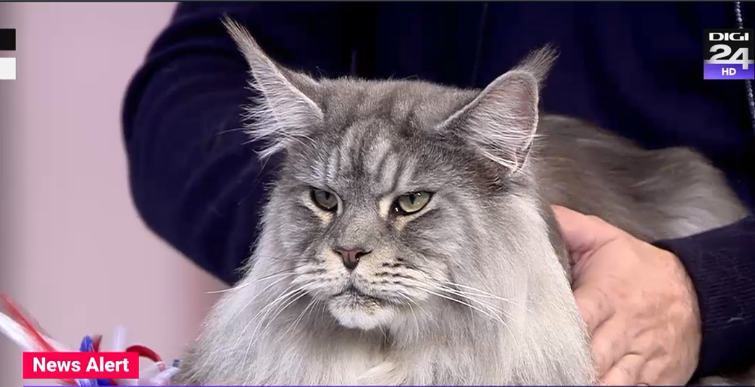 Cel mai frumos motan din lume a venit la Digi24. „Îi place să fie în centrul atenției”