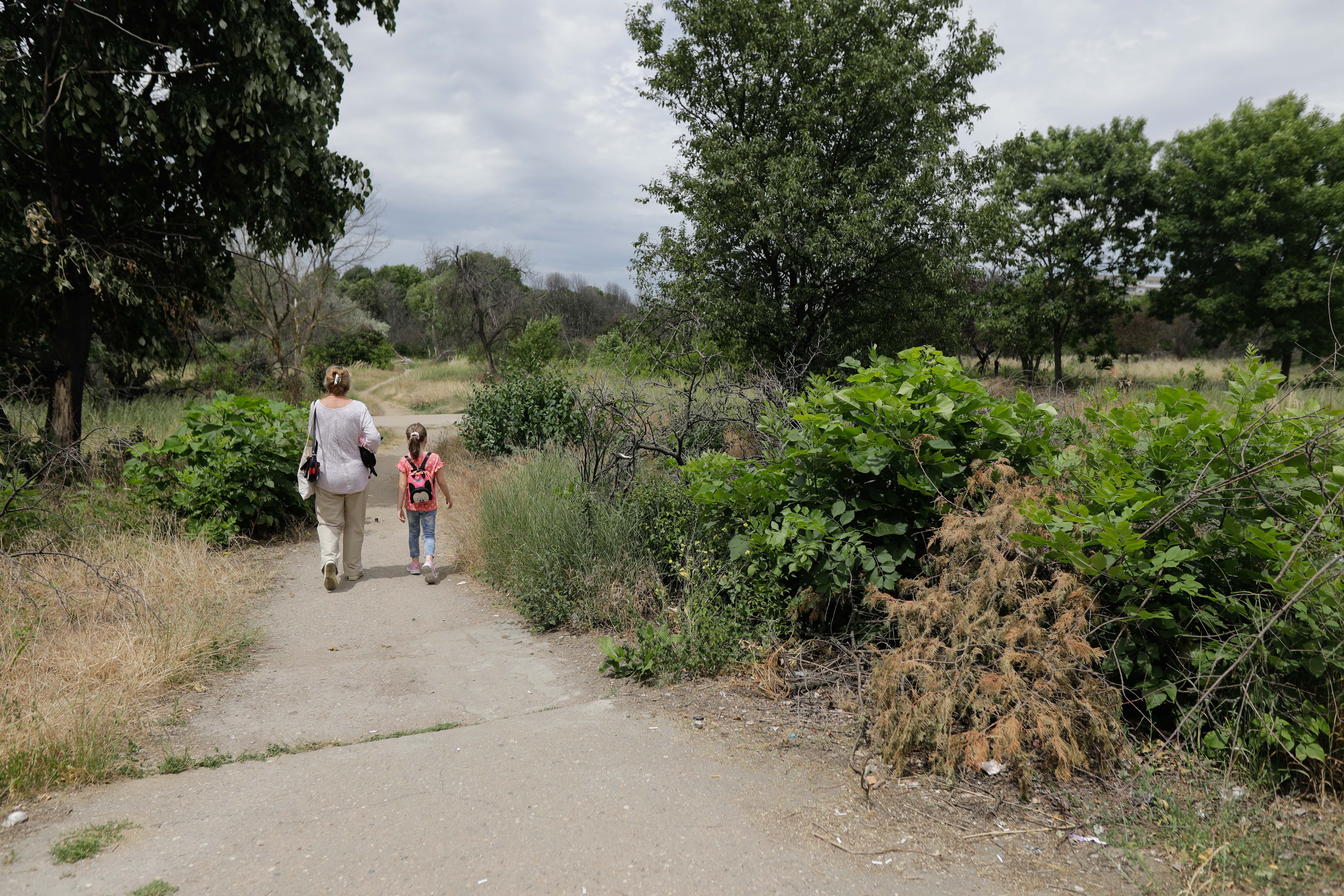 Tăierea ilegală de arbori din spaţiile verzi urbane se va pedepsi cu închisoarea. Proiect inițiat de Ministerul Mediului