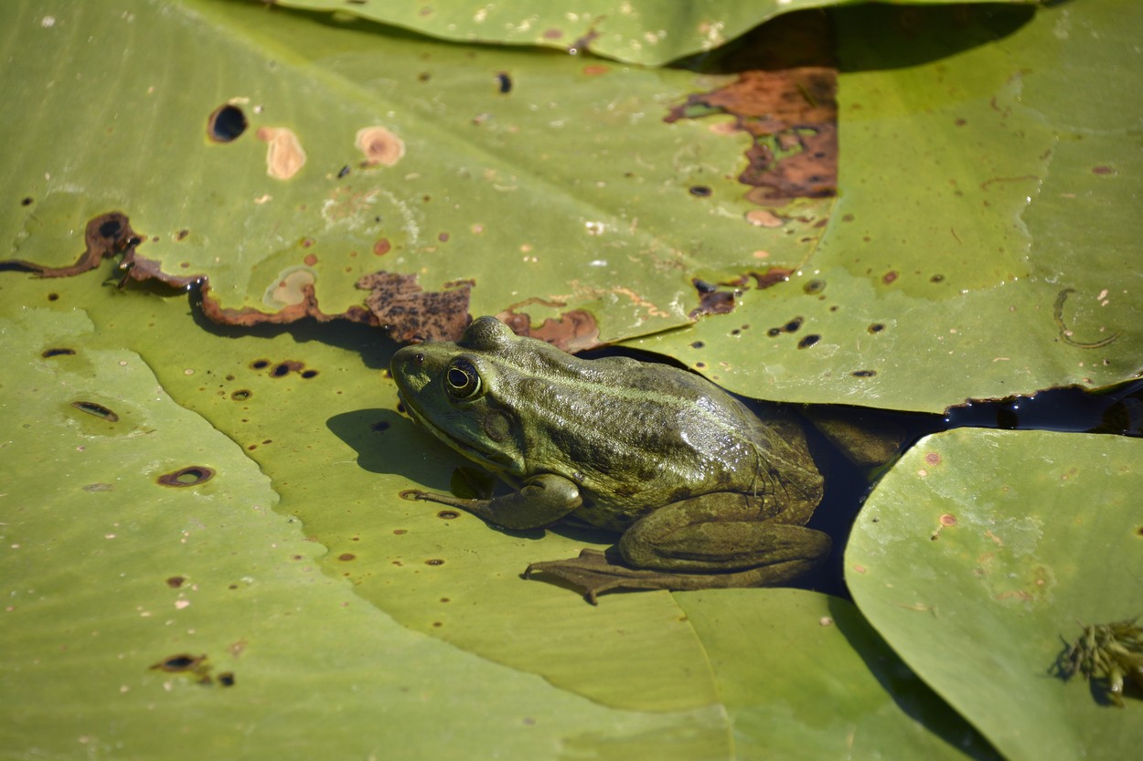 Acord european privind biodiversitatea: Țările din UE trebuie să ia măsuri pentru a reface natura