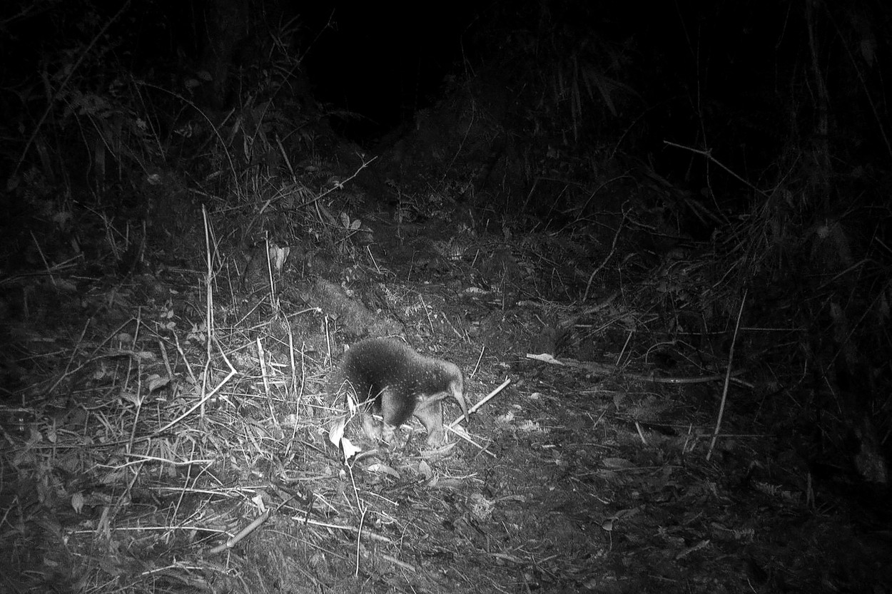 Un animal despre care se credea că a dispărut acum 60 de ani a fost fotografiat în Munții Cyclops din Indonezia