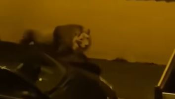 VIDEO. Panică în Italia. Un leu a scăpat de la circ și s-a plimbat ore întregi pe străzile unui oraș