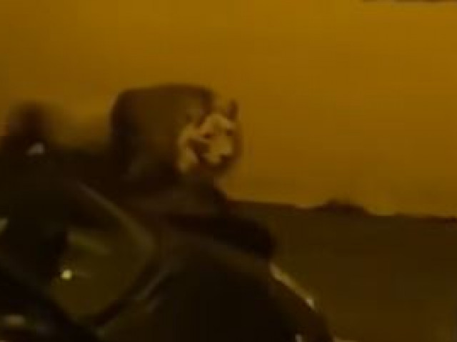 VIDEO.  Panico in Italia.  Un leone fuggì dal circo e vagò per ore per le strade di una città
