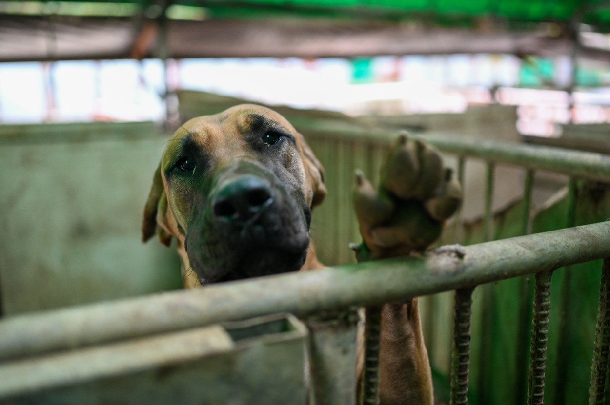 Fermierii sud-coreeni protestează după anunțul că va fi interzis consumul de carne de câine