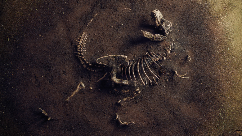 fosile de dinozaur