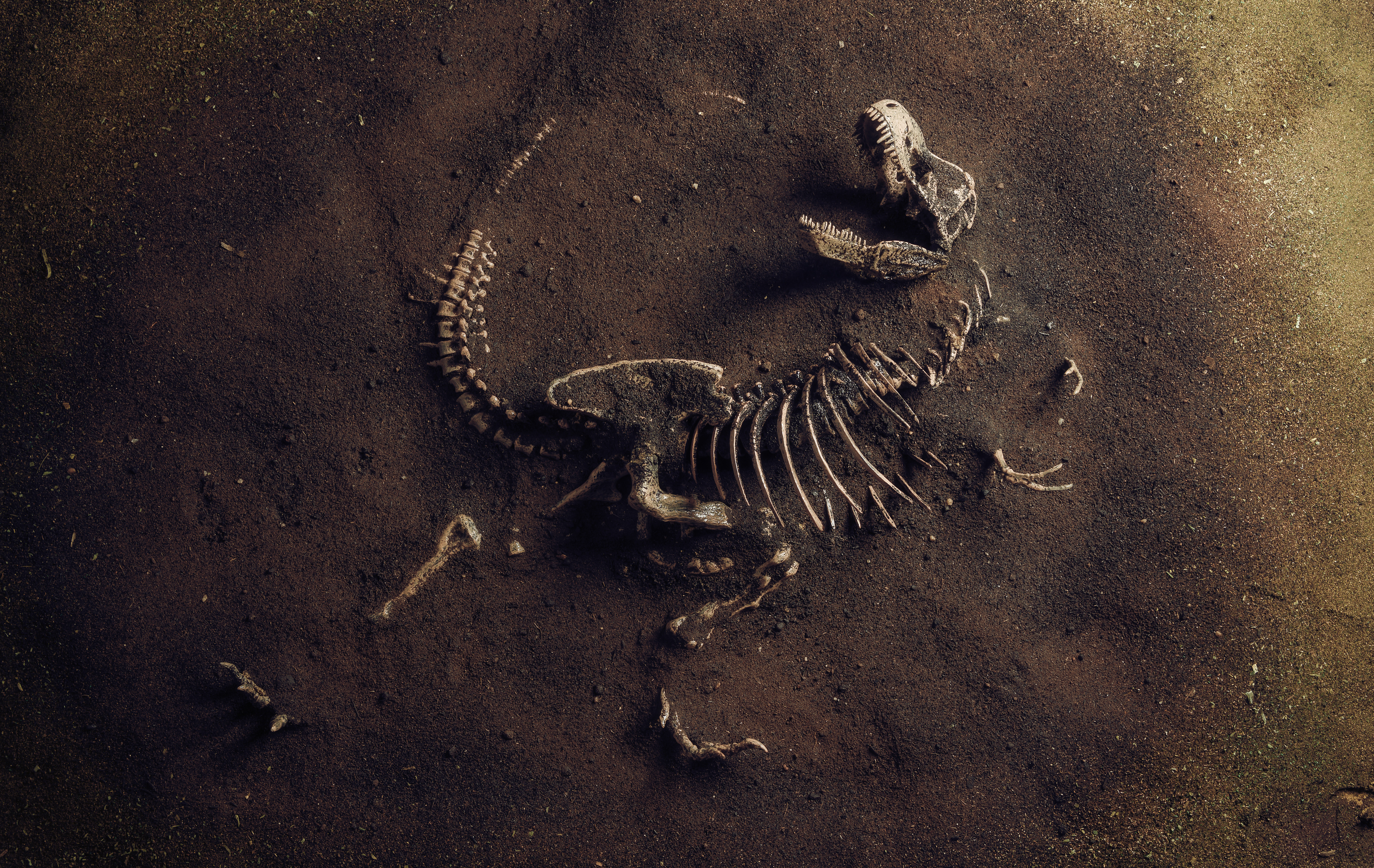 A fost descoperită o nouă specie de dinozaur: „A trăit în deșert. Era o reptilă foarte rapidă”