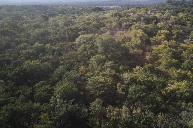 zimbabwe-păduri-2