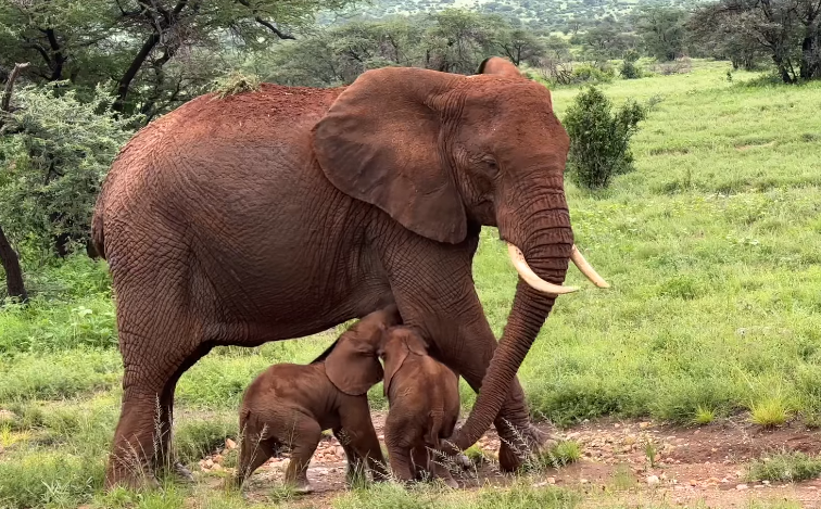VIDEO. Eveniment rar: Alto, o femelă de elefant din Kenya, a născut gemeni