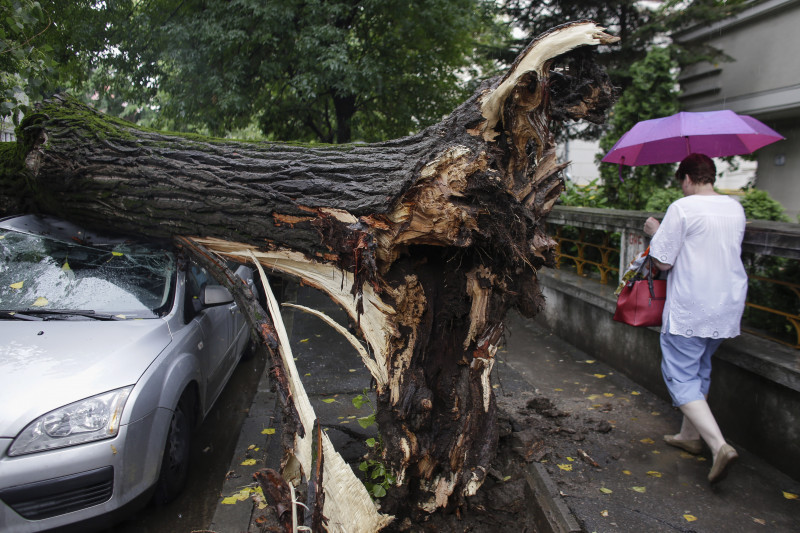 Sănătatea arborilor din București, verificată cu tomograful într-un ritm de 100 de copaci pe an