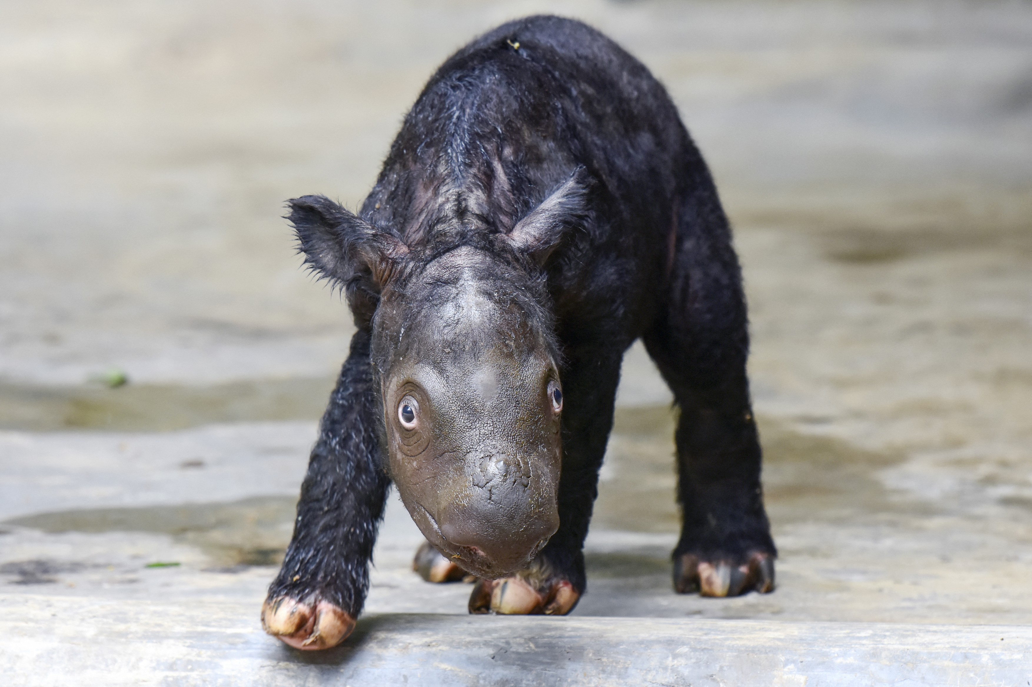 Un pui de rinocer de Sumatra, o specie din care au mai rămas doar câteva exemplare, s-a născut într-o rezervație