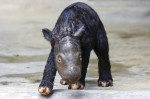 rinocer-de-sumatra