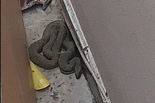 FOTO. Un șarpe de peste un metru a fost descoperit într-un apartament din Constanța