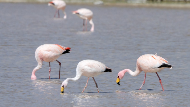 păsări flamingo în apă pescuind