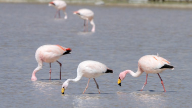 păsări flamingo în apă pescuind