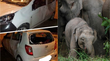 Mașină distrusă de elefanți / pui de elefant cu mama