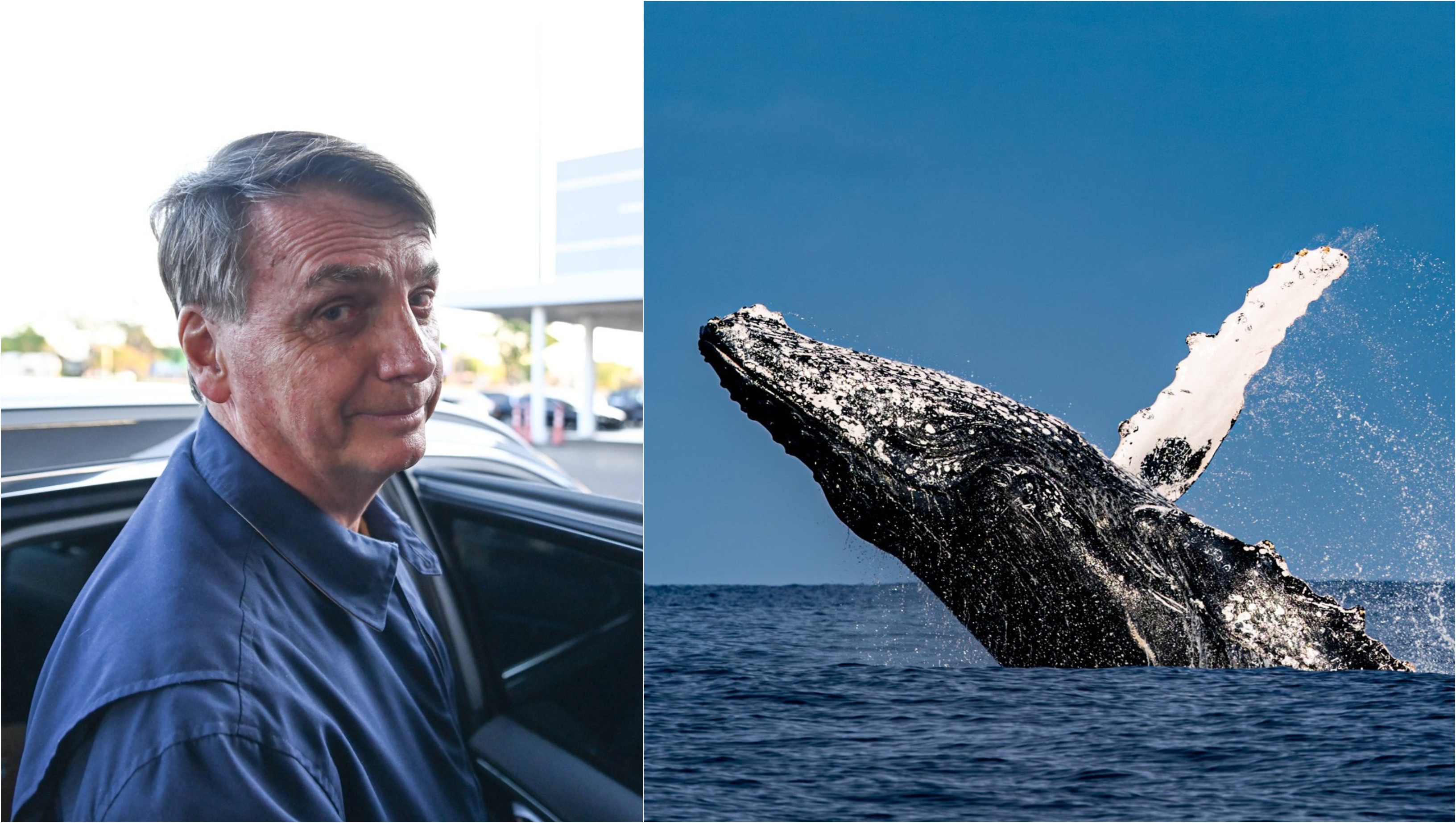 Bolsonaro a comis-o din nou: Fostul președinte de extremă dreapta al Braziliei este acuzat că a hărțuit o balenă