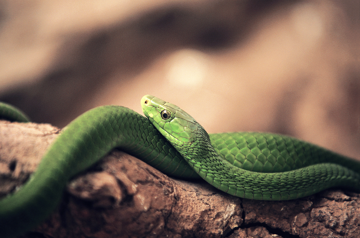 Un mamba verde de doi metri, „extrem de veninos”, a băgat spaima într-un oraș întreg din Olanda