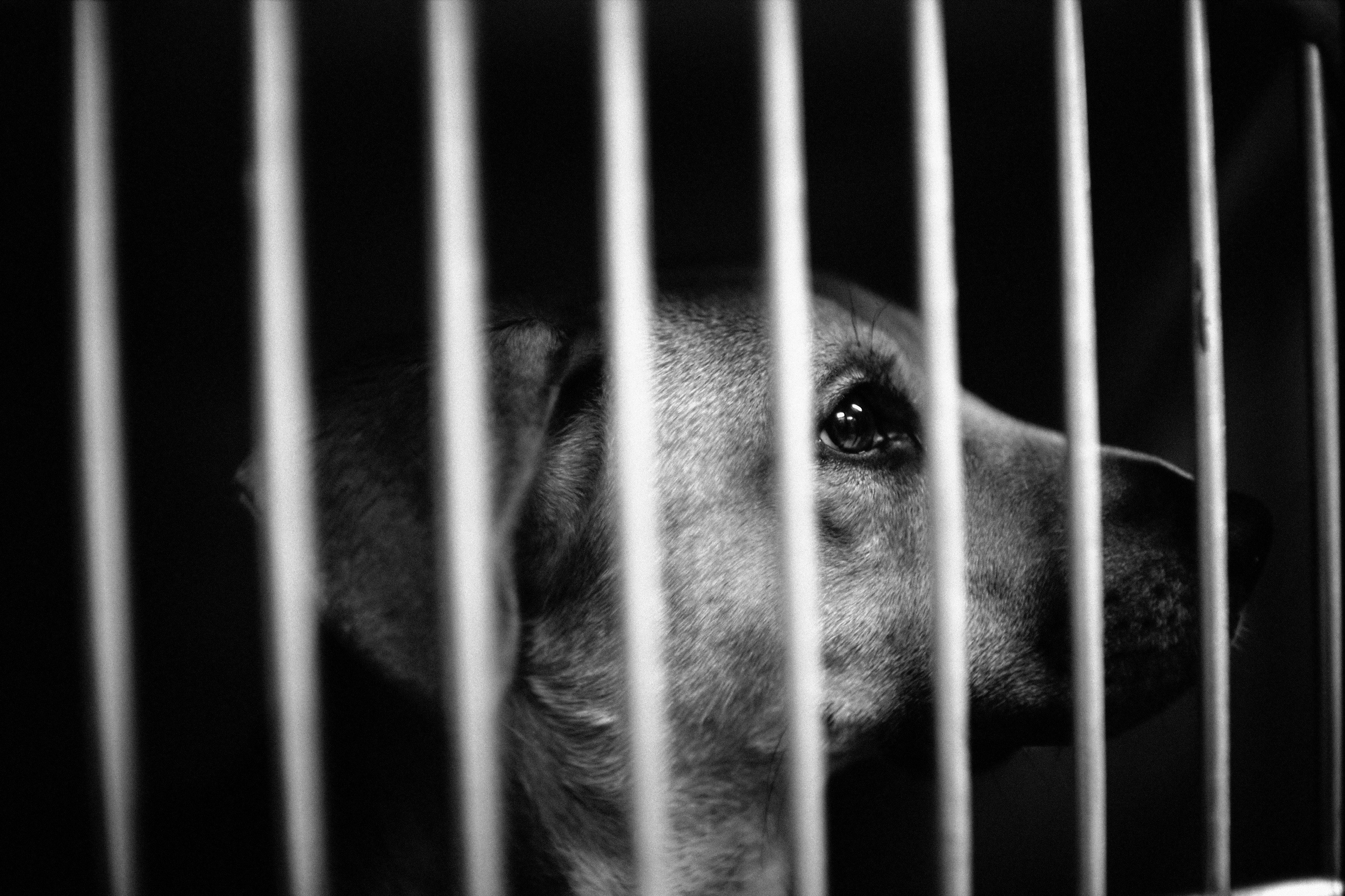 Percheziții în Prahova la persoane care au bătut un câine și au provocat un altul să îl muște