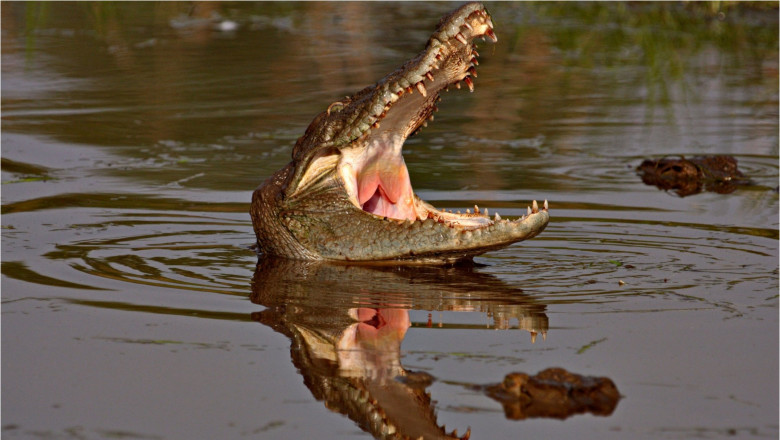atac aligator