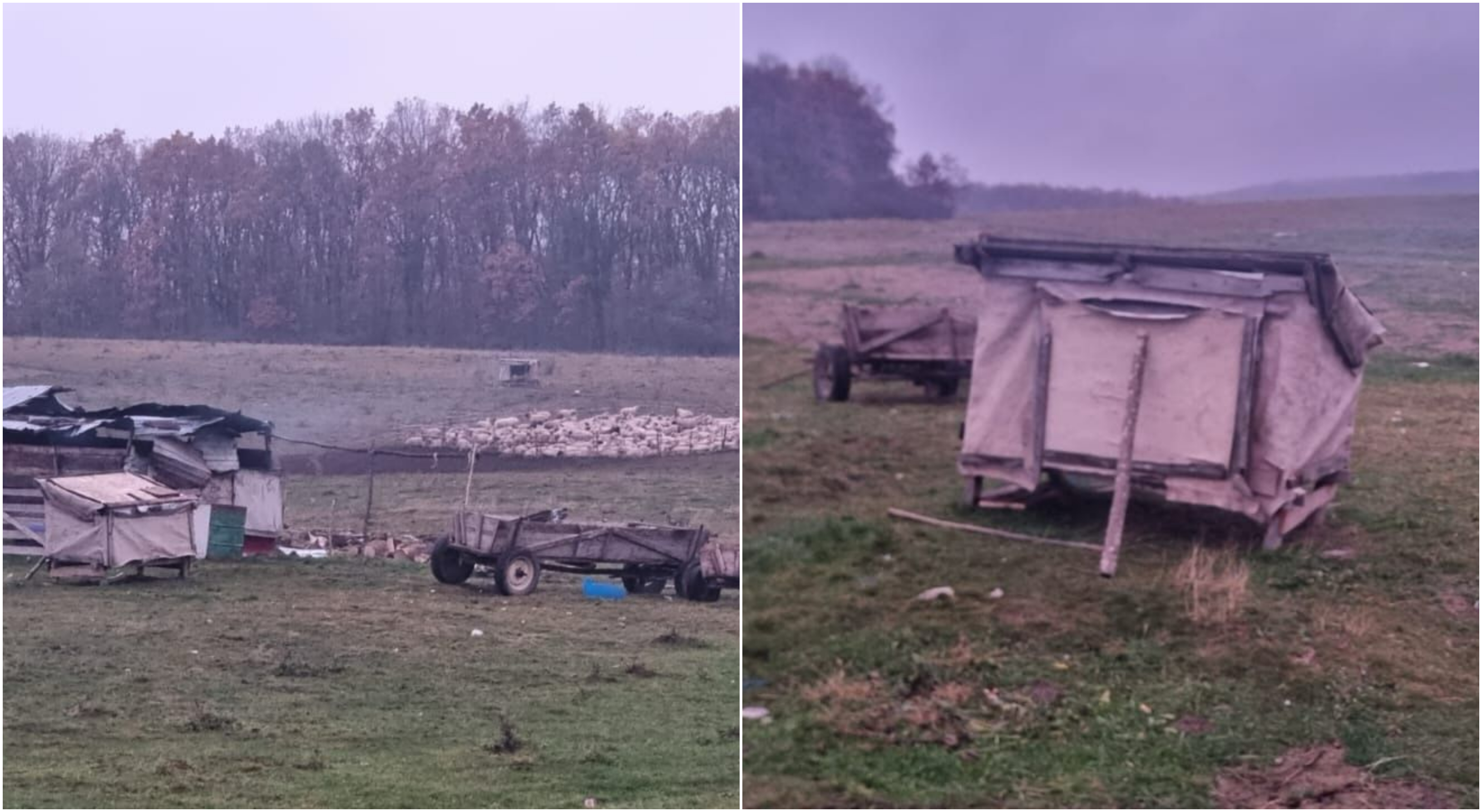 Un copil de 13 ani ar fi fost vândut de părinți unor ciobani din Brașov. Percheziții la stână