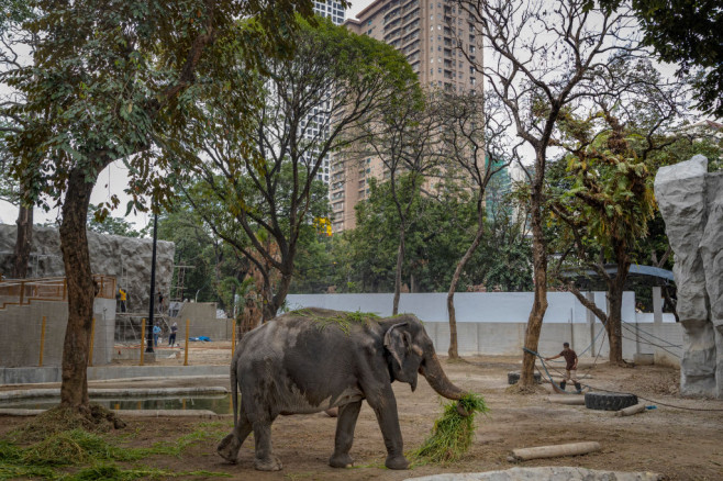 Children And Youths Receive Vaccinations At Zoo