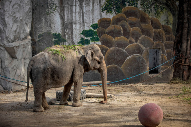 mali, singurul elefant din filipine