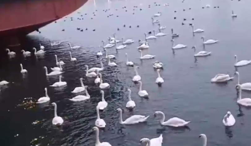 VIDEO. Sute de lebede printre navele din Portul Constanța. Biologii spun cu ce să nu le hrănească lumea, pentru că le face rău